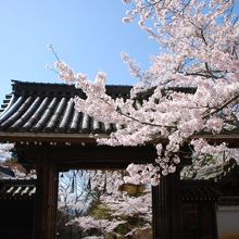 他にも桜はたくさん有ります。