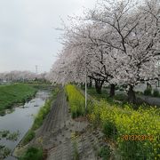 桜がきれいでした。