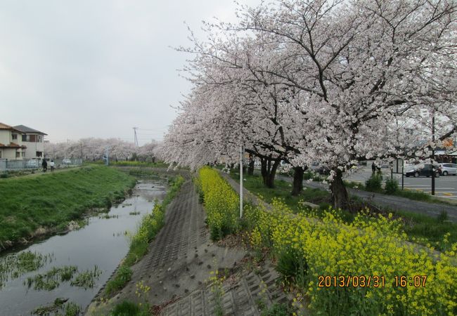 桜がきれいでした。