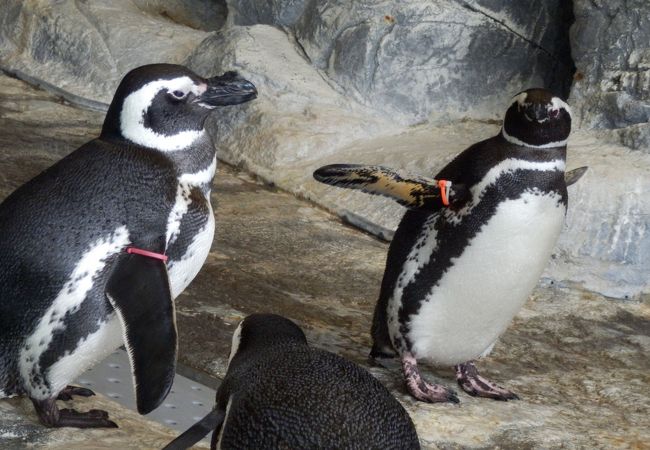 しながわ水族館 クチコミ アクセス 営業時間 大森 大井町 フォートラベル