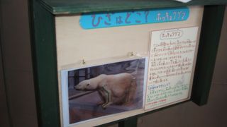 北極熊に関するクチコミ等、色々と勉強しながらの動物園を楽しむ事ができます。