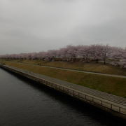 土手には芝桜と桜並木