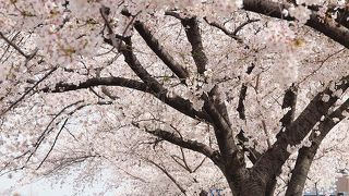 桜並木！！