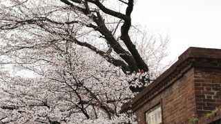 染井吉野の並木