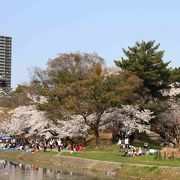 桜で覆われます！！