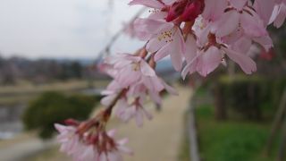 桜の名所。堤の散歩道。