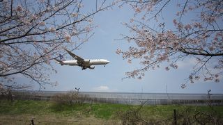 桜と飛行機が楽しめる公園