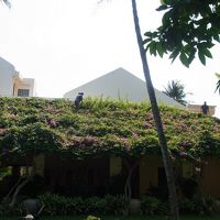 ロビー棟　伸びすぎたブーゲンビリアを剪定中