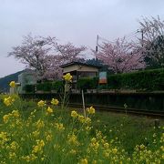 桜並木と菜の花といすみ鉄道のコラボレーションは圧巻！