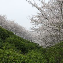 歩道から見た桜