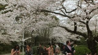 半蔵濠沿いの桜が見事な公園