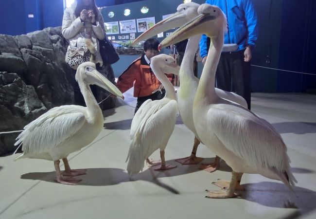 ぺリカンの館内ウォーク