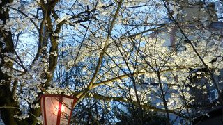 桜並木のライトアップ！
