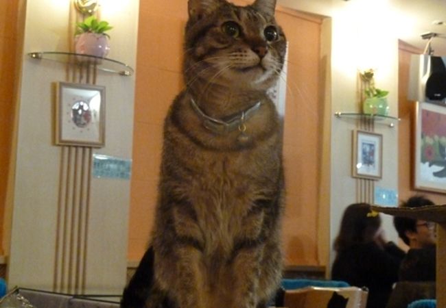 猫花園 マオホアユエン クチコミ アクセス 営業時間 台北 フォートラベル