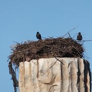 神殿の柱の上には鳥の巣が