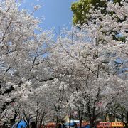 桜の名所