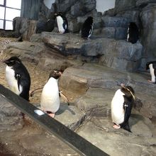 ペンギンが近い！