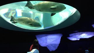 リニューアルした海遊館！