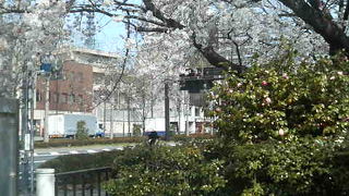 四ッ谷駅近くで移動ついでに桜を楽しめる公園