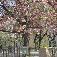 桜の季節にSakura Park