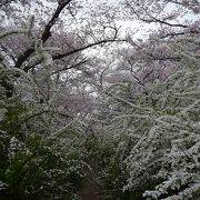 『妙見河原（妙見坂）～地元では有名な花見スポットです