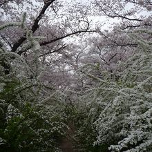桜とユキヤナギのトンネルが見事でした！