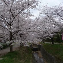 妙見川に沿って両岸に桜並木が広がっています