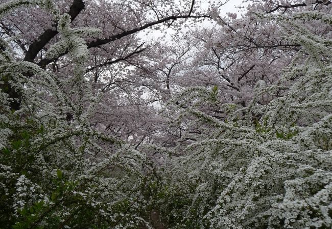 『妙見河原（妙見坂）～地元では有名な花見スポットです