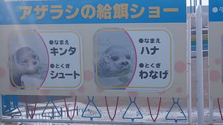 アザラシの給餌ショーが人気です