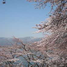 今年も雪が遅くまで降ったので、山の残雪と桜の両方が見られる