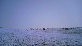 ひたち海浜公園　ネモフィラの丘
