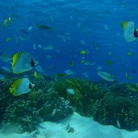 スキューバダイビング