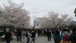 同済大学内に上海一の桜並木があります。