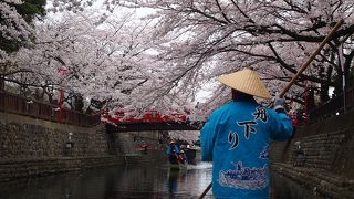 桜を眺めながらの舟旅