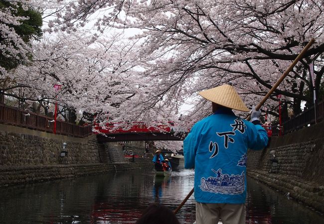 桜を眺めながらの舟旅