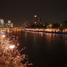 夜桜ライトアップ