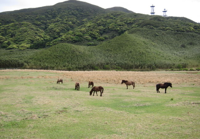 日本在来馬・トカラ馬に会える牧場