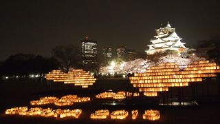 有料だけれど、見ごたえのある桜だった
