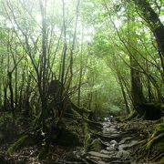 屋久島のマストスポットの一つ