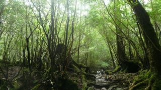 屋久島のマストスポットの一つ