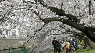 人だらけ・でも見事です