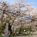 樹齢300年のしだれ桜。