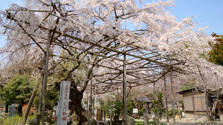 樹齢300年のしだれ桜。
