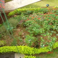 ホテルの庭に栽培されている薬草です