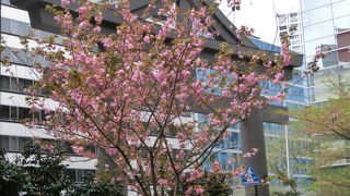 今が桜の見ごろ