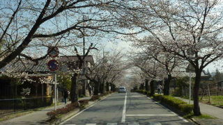 桜のトンネル