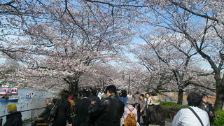 お花見と言えばここ！