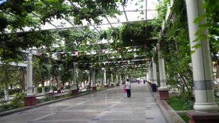 背年路のぶどう棚は市民の憩いの場