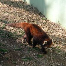 レッサーパンダーのふうたくんで有名 By りんご 千葉市動物公園のクチコミ フォートラベル レッサーパンダーのふうたくんで有名 By りんご 千葉市動物公園のクチコミ フォートラベル