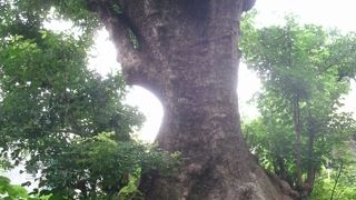 年に一つだけ願いを聞いて頂ける